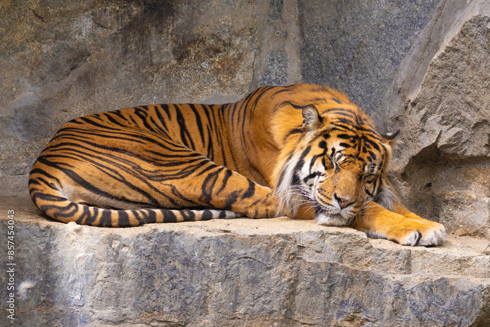 Obraz premium Tiger cubs playing with his mother,sumatra tiger Panthera tigris