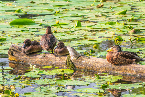 A group of tufted ducks and mallard duck in the wild photo