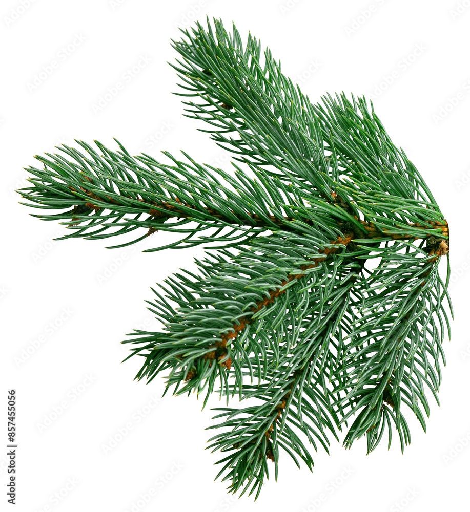 Christmas tree branch isolated on transparent, png for a Christmas decor. Branches close-up. Collection of Fir Branches Christmas tree branch isolated on transparent, png for a Christmas decor. Branches close-up. Collection of Fir Branches