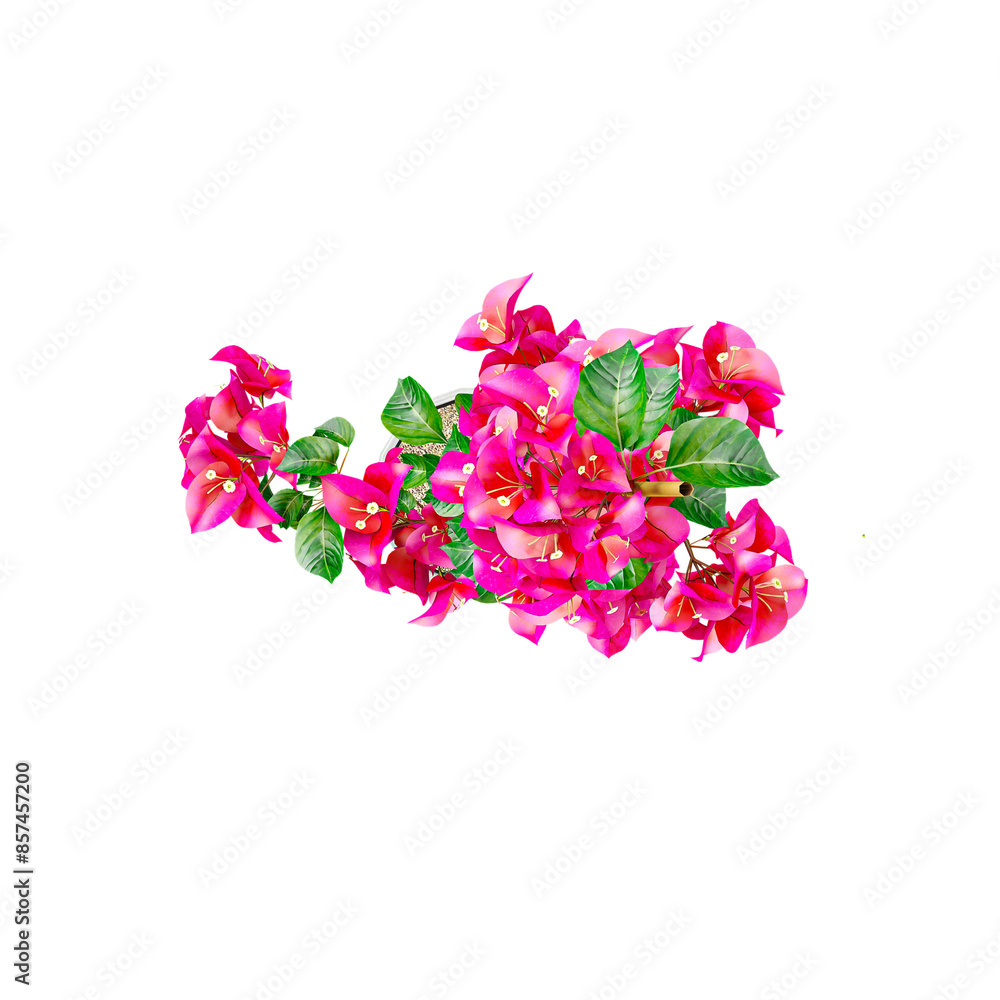 Obraz premium Isolated Bougainvillea flower top view collection