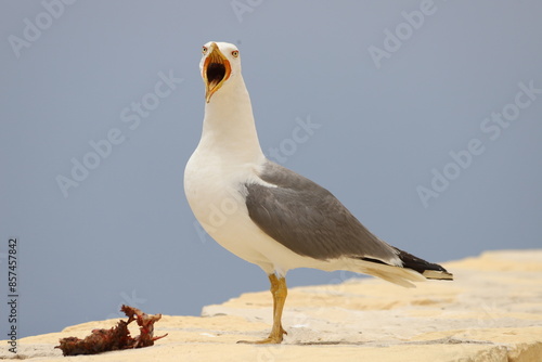 Bilde på lerret Seagull, seabird eating a meal, close up. Seascape.