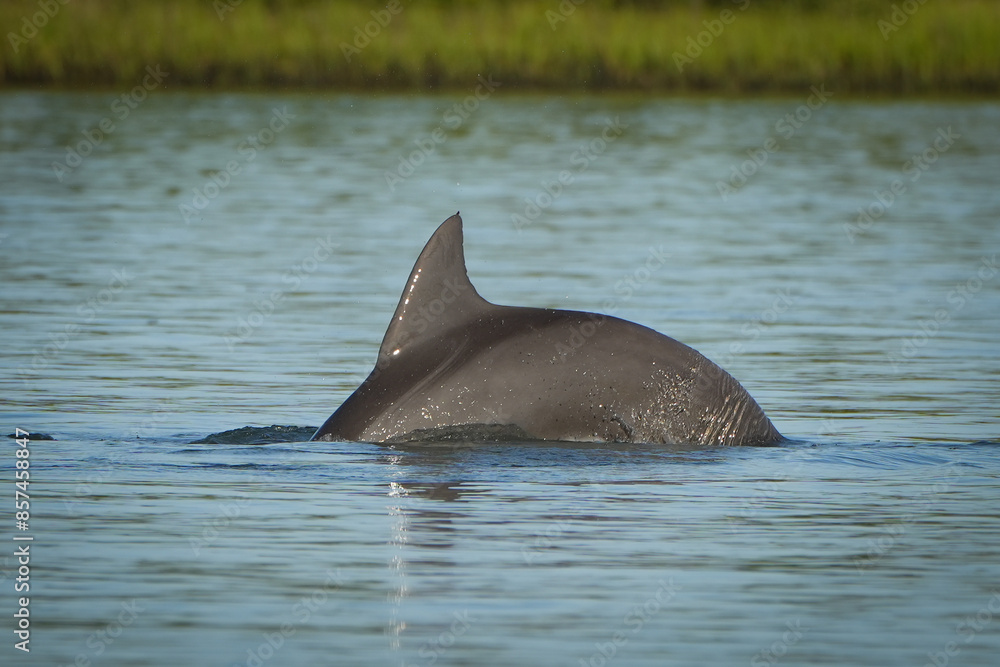 Obraz premium Dolphin in water
