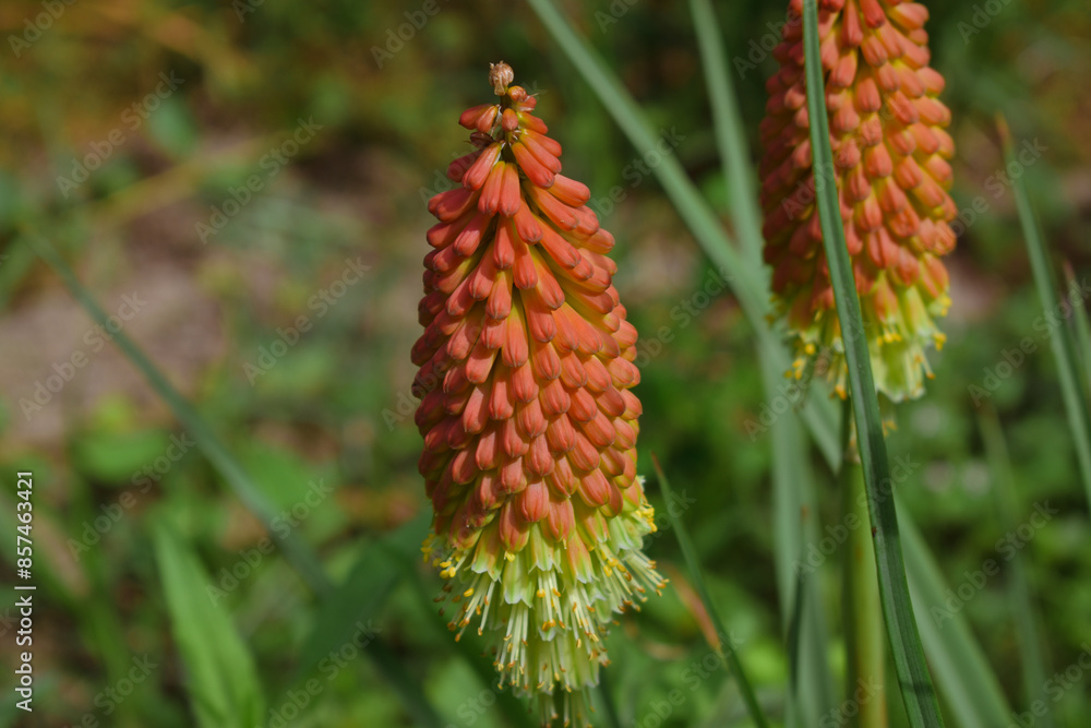 Red Hot Poker Blooming Flower in a Summer Garden Red Hot Poker Blooming Flower in a Summer Garden