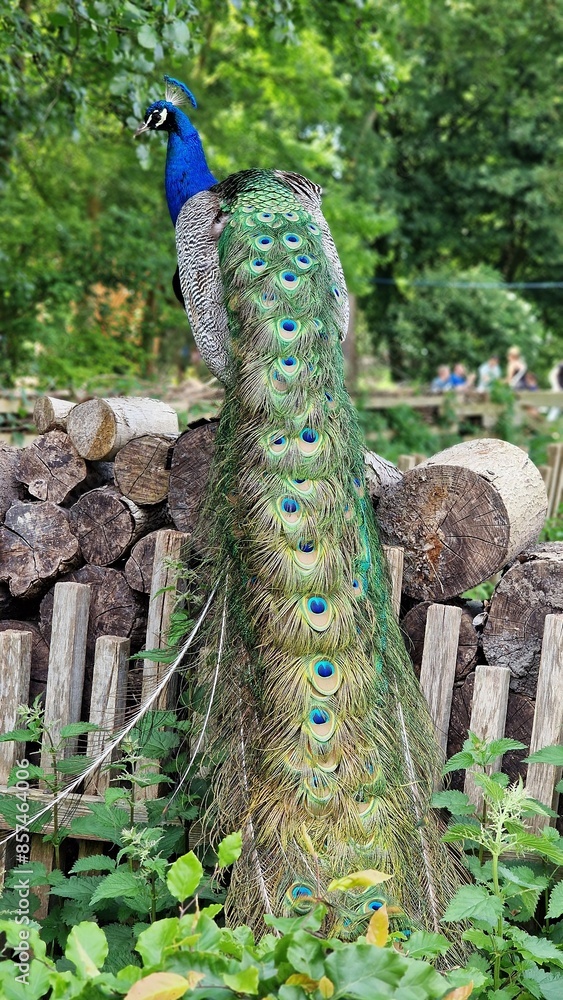 Fototapeta premium The Indian peafowl or Pavo cristatus, also known as the common peafowl or blue peafowl, standing on a stack of logs, back view.