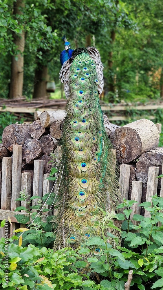 Obraz premium The Indian peafowl or Pavo cristatus, also known as the common peafowl or blue peafowl, standing on a stack of logs, back view.