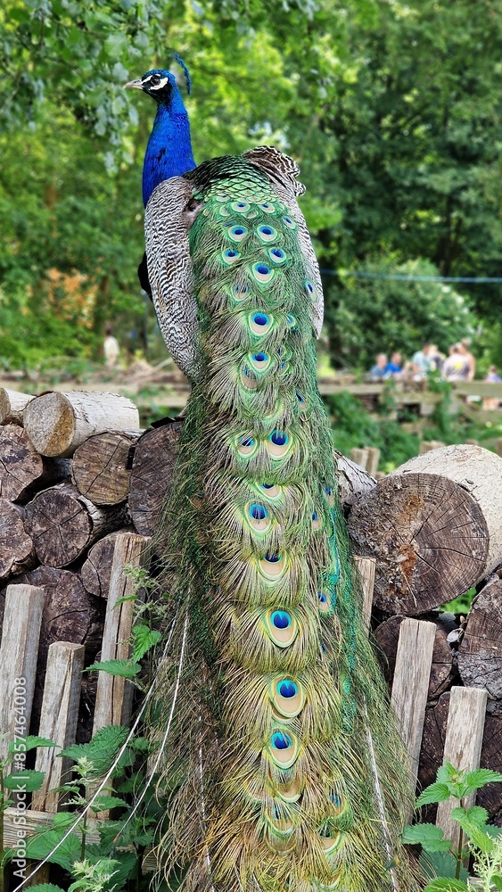Obraz premium The Indian peafowl or Pavo cristatus, also known as the common peafowl or blue peafowl, standing on a stack of logs, back view.