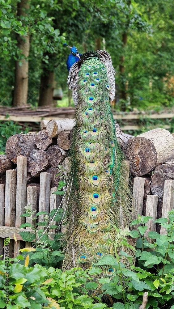 Fototapeta premium The Indian peafowl or Pavo cristatus, also known as the common peafowl or blue peafowl, standing on a stack of logs, back view.