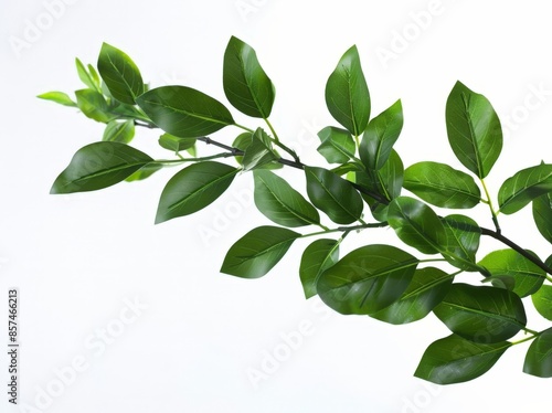 Fresh Branch of Green Leaves with Lemon Aroma