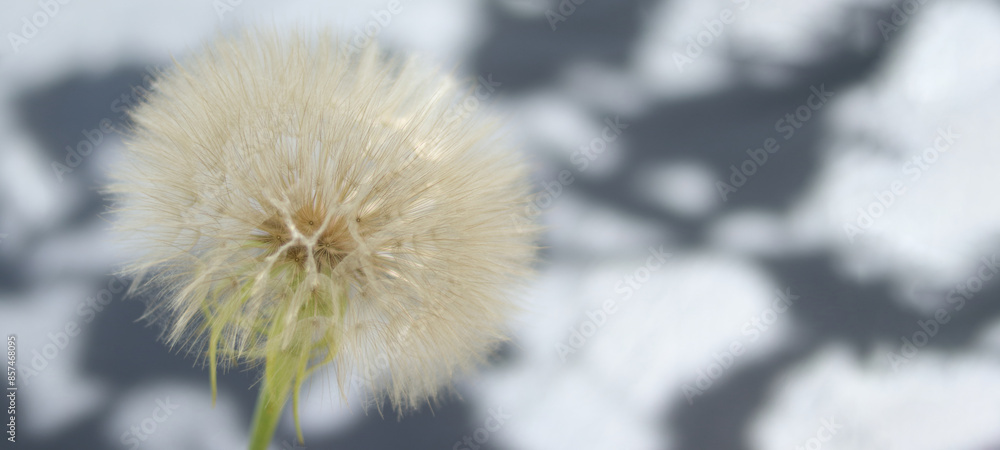 Obraz premium Dandelion flower. Taraxacum Erythrospermum. Abstract nature of Dandelion on blurred background. Silhouette head of Dandelion flower. Seed macro closeup. High quality photo. Freedom to Wish. Fragility