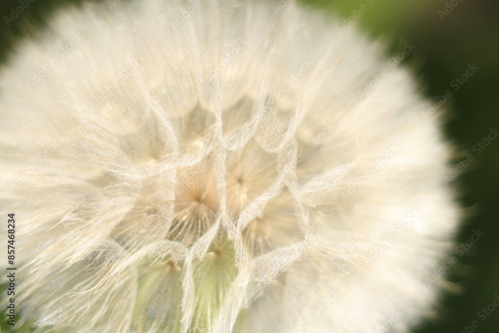 Fototapeta premium close-up Dandelion flower. Taraxacum Erythrospermum. Abstract nature background of Dandelion on green. Silhouette head of Dandelion flower. Seed macro closeup. High quality photo. Freedom to Wish.