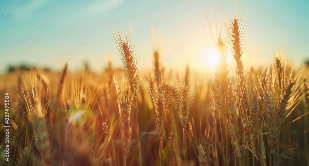 Golden Sunrise Over Field of Wheat: Serene Rural Scene with Harvested Grains and the Beauty of Nature's Lighting Golden Sunrise Over Field of Wheat: Serene Rural Scene with Harvested Grains and the Beauty of Nature's Lighting