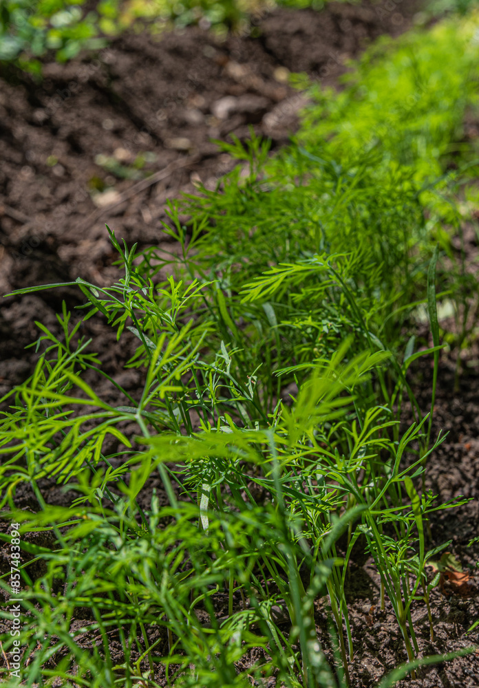 Green newly sprouted dill in an organic garden furrow on a sunny summer day Green newly sprouted dill in an organic garden furrow on a sunny summer day