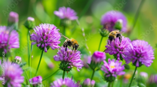 Bees collecting nectar from purple clover flowers in a lush green meadow, macro photography. Nature and biodiversity concept