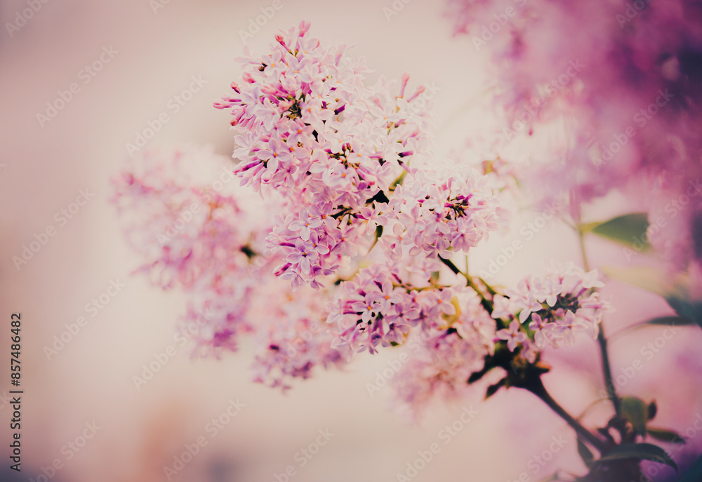 Beautiful, delicate pink lilac flowers bloom in the spring on a bright day, filling the air with their sweet scent. Beautiful, delicate pink lilac flowers bloom in the spring on a bright day, filling the air with their sweet scent.