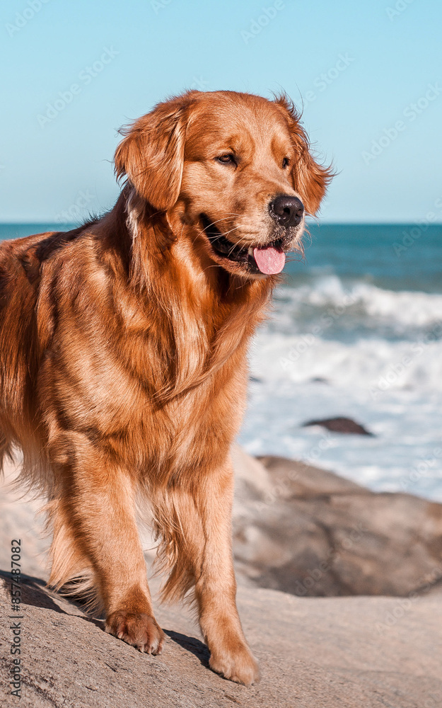 Golden Retiever Golden Retiever