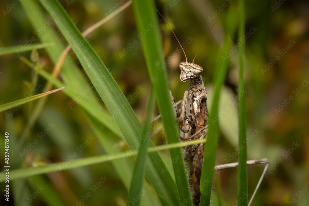 Praying mantis. Close-up photo. Nature background. Praying mantis. Close-up photo. Nature background.