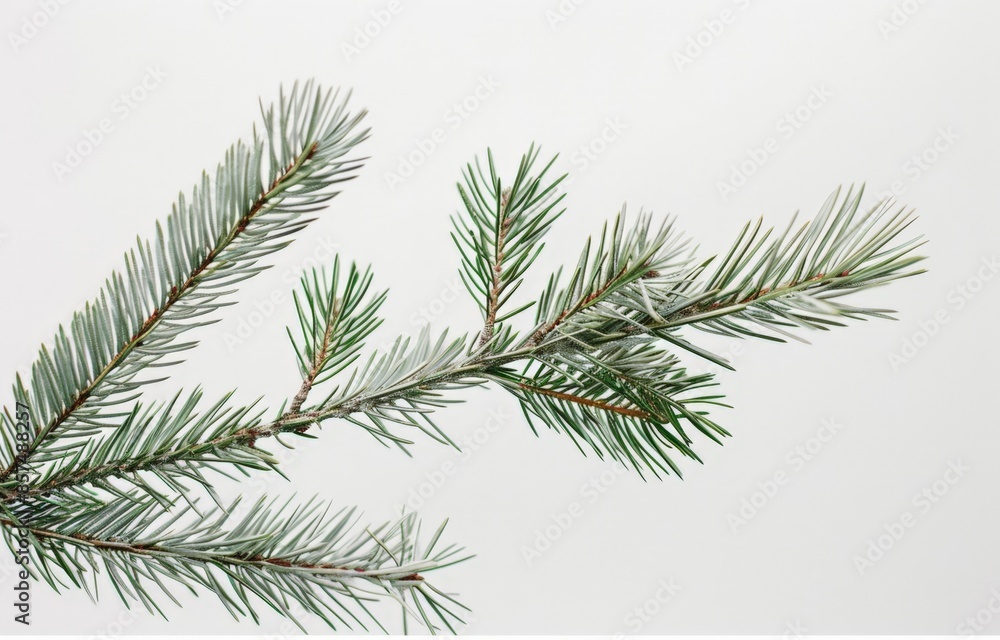Fresh Evergreen Branch Fresh Evergreen Branch