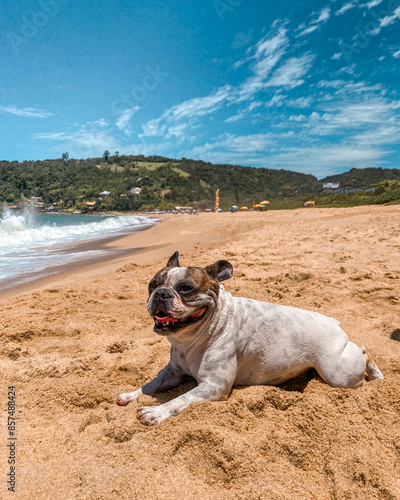 Cachorro passeando e brincando na praia photo