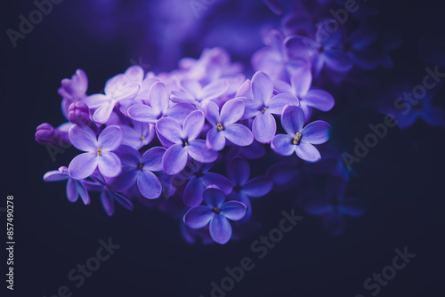 Beautiful delicate purple lilac flowers bloom in the spring in the evening, creating a beautiful close-up scene.