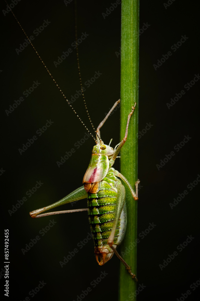 Fototapeta premium Grasshopper. Close-up photo. Nature background. 