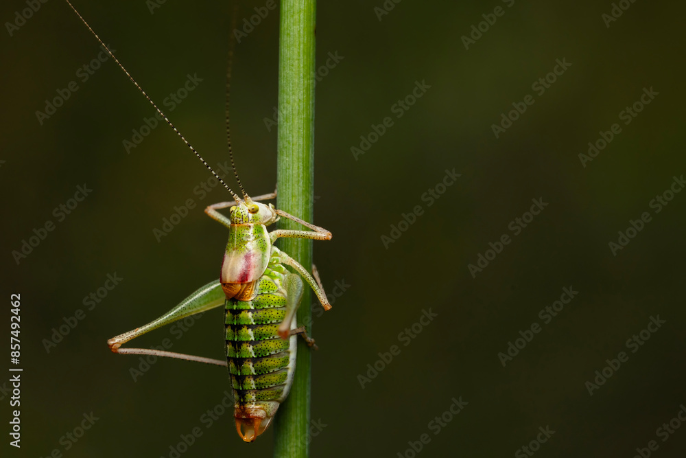 Grasshopper. Close-up photo. Nature background. Grasshopper. Close-up photo. Nature background.