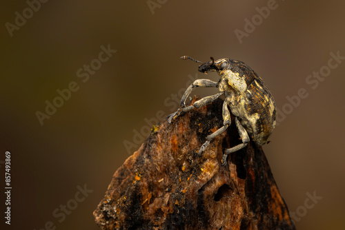 Cryptorhynchus Curculionidae.  Close-up photo. Nature background.  photo