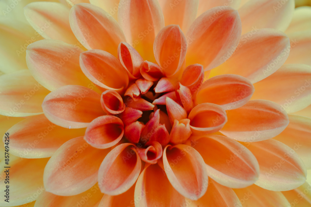 Dahlia Blooming Flower in a Spring Summer Garden Dahlia Blooming Flower in a Spring Summer Garden