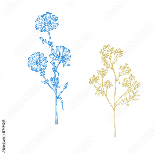 Vector Tansy, chicory.. Hand painted Tanacetum Vulgare flower. Graphic clip art isolated on background. Botanical and wedding illustration. For designers, invitations, decoration, postc