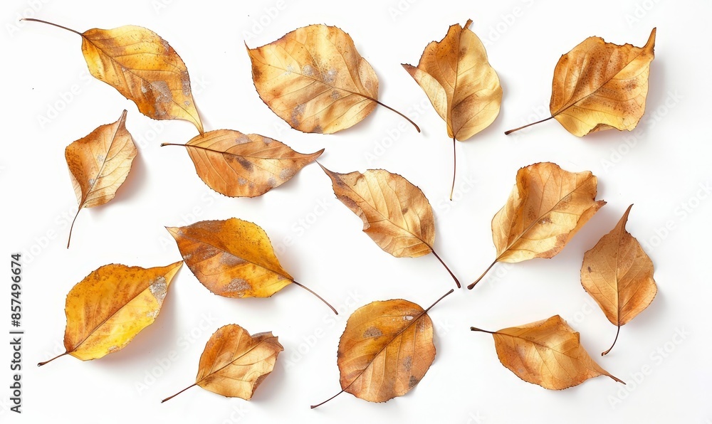 Autumn Leaves: A Collection of Dried Fall Leaves for Art, Crafts or Home Decor. Autumn Leaves: A Collection of Dried Fall Leaves for Art, Crafts or Home Decor.
