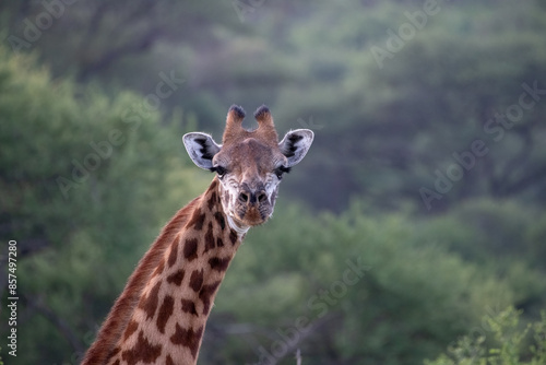 Photography giraffe in the savannah