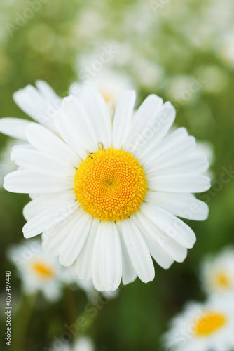 White daisy, close-up. Summer background.