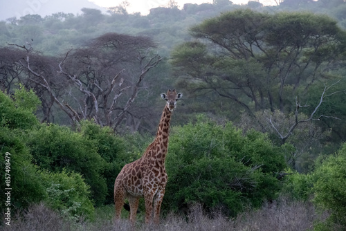 Photography giraffe in the savannah