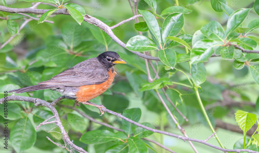 American robin perched in a tree surrounded by bright green leaves. American robin perched in a tree surrounded by bright green leaves.