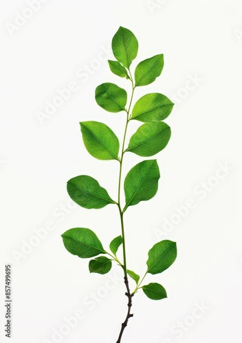 Loose Leaf Stock Image: Fresh Green Tree Branch on a White Background.