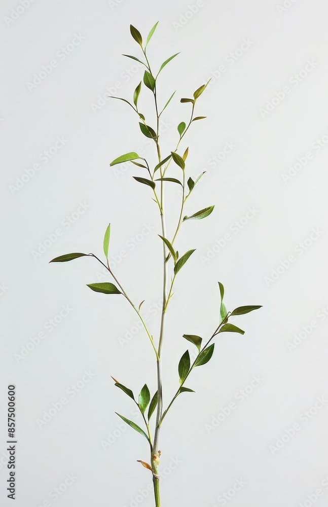 Fototapeta premium Stylish Tree Plant in Pot, High-Resolution for Print or Web Use