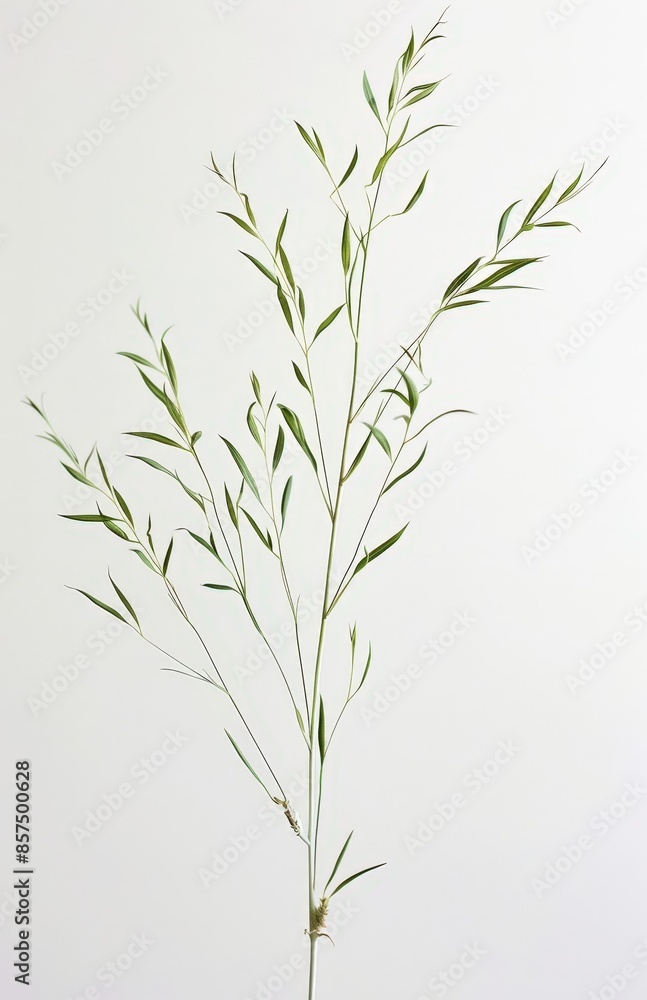 Fototapeta premium Natural Elements: Plant Specimen, Rice Paper Background