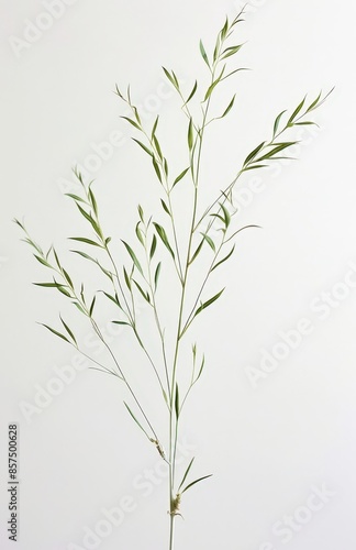 Natural Elements: Plant Specimen, Rice Paper Background