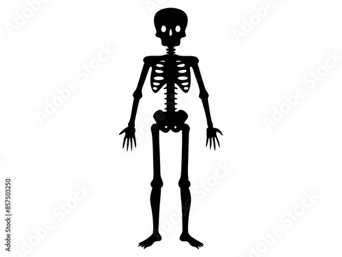 Black silhouette of a human skeleton isolated on a white background. Concept of Halloween, anatomy illustration, bone structure, spooky illustration. Print, icon, design element.