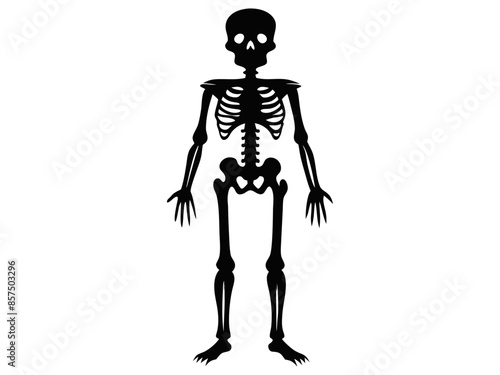 Black silhouette of a human skeleton isolated on a white background. Concept of Halloween, anatomy illustration, bone structure, spooky illustration. Print, icon, design element.