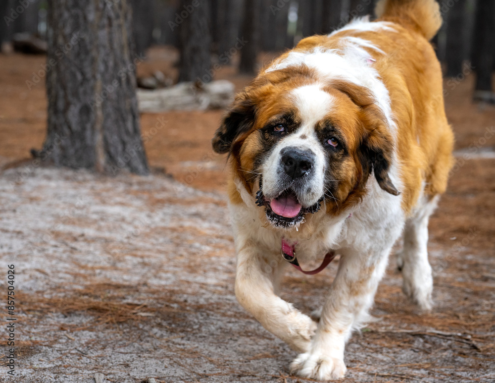 Big saint bernard dog strolling in a dusty yard. Big saint bernard dog strolling in a dusty yard.
