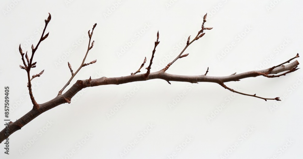 Natural Spring Branch with Leaves, Perfect for Interior Decor Natural Spring Branch with Leaves, Perfect for Interior Decor