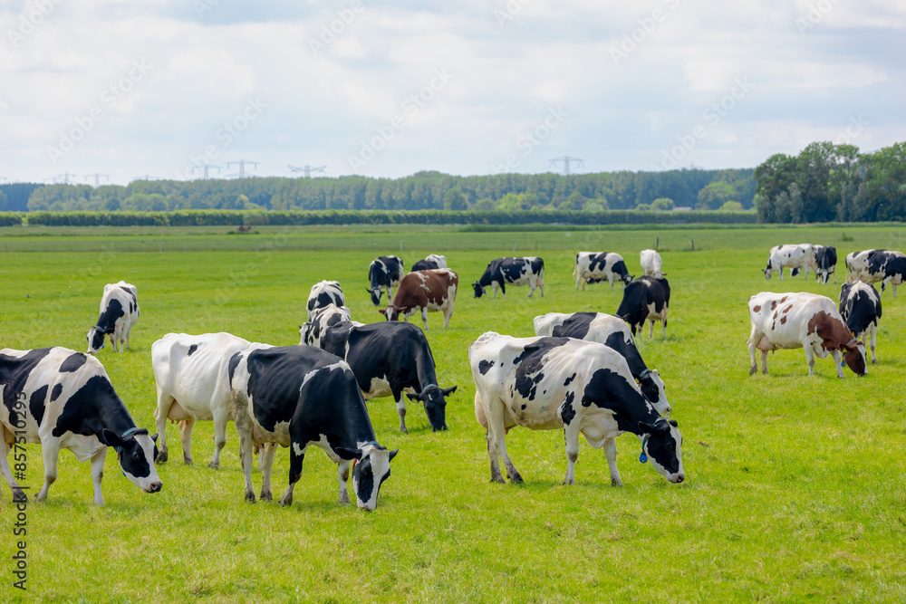 Flock of black and white Dutch cows standing and nibbling fresh grass on the field, Typical summer polder landscape in Holland, Open farm with dairy cattle on green meadow, Countryside of Netherlands. Flock of black and white Dutch cows standing and nibbling fresh grass on the field, Typical summer polder landscape in Holland, Open farm with dairy cattle on green meadow, Countryside of Netherlands.