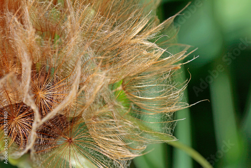 Open dandelion (Fruit stand with pappus) of the oat root on a morning in June photo