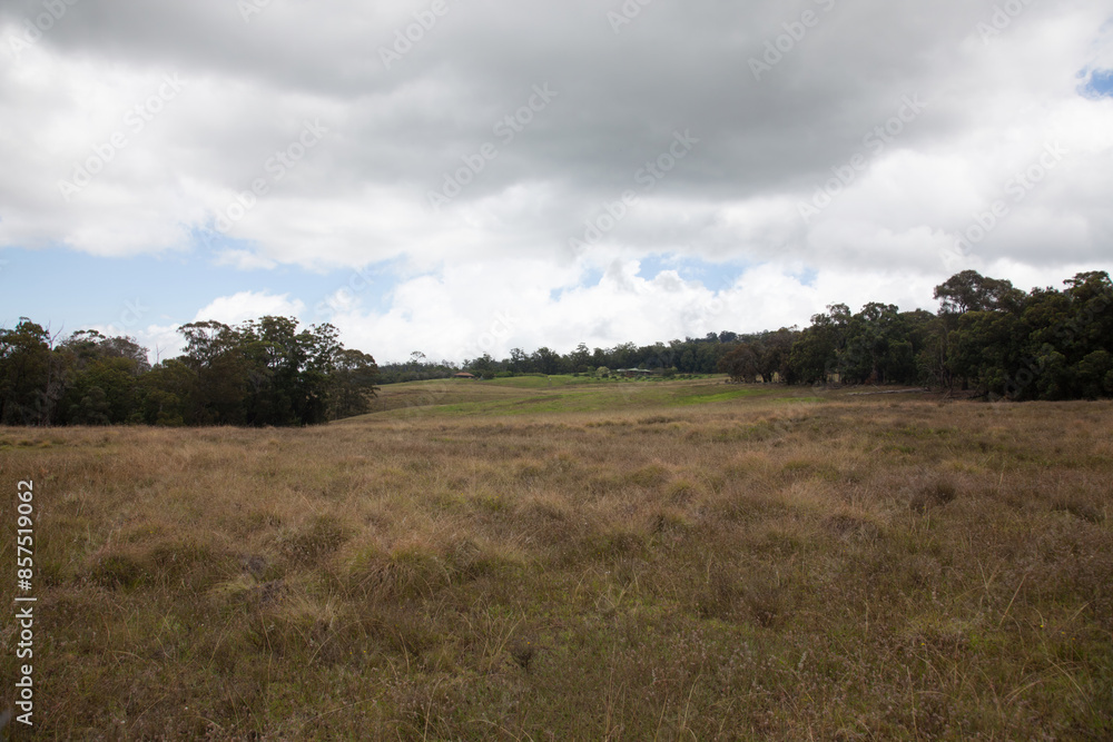 Open Field with Overcast Sky and Tree Line in the Distance Open Field with Overcast Sky and Tree Line in the Distance