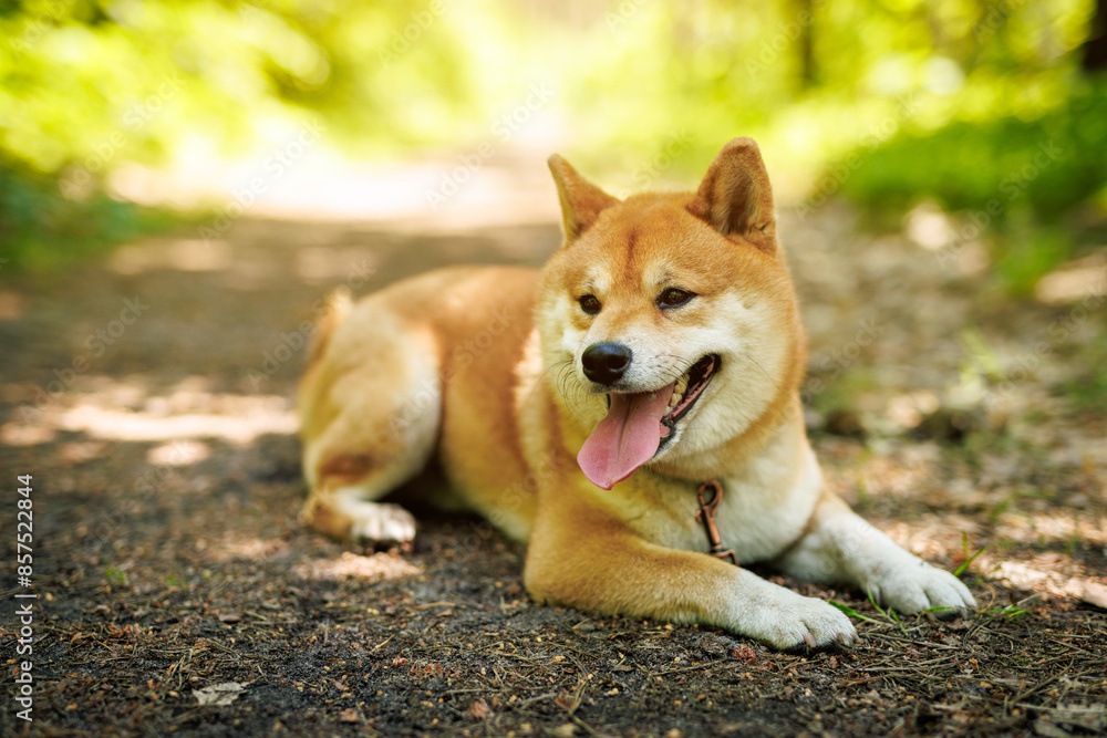 A joyful Shiba Inu dog stands on a leash in a sunlit forest A joyful Shiba Inu dog stands on a leash in a sunlit forest