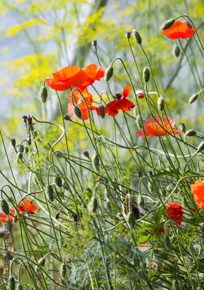 Obraz premium Red poppy flowers. Remembrance or armistice day symbol. Garden plants. Wildflowers.