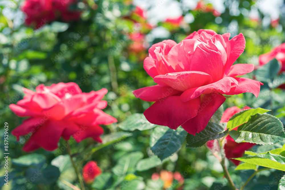 Beautiful blooming pink rose flower close up on roses bush background, in garden or park, outdoor in sunny day. Breeding and growing roses, gardening, landscape design Beautiful blooming pink rose flower close up on roses bush background, in garden or park, outdoor in sunny day. Breeding and growing roses, gardening, landscape design