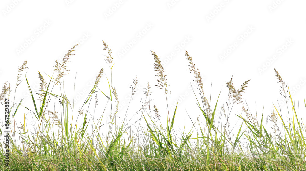 Tall meadow grass on a transparent background Tall meadow grass on a transparent background