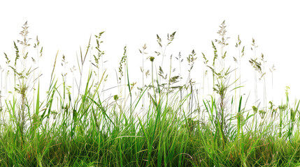 Tall meadow grass on a transparent background