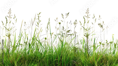 Fototapeta Naklejka Na Ścianę i Meble -  Tall meadow grass on a transparent background